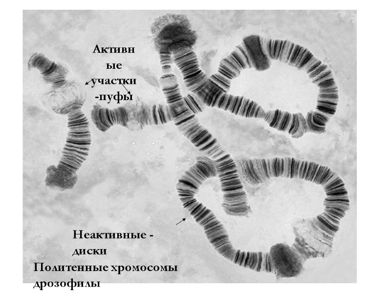 Активные участки -пуфы Неактивные - диски Политенные хромосомы дрозофилы